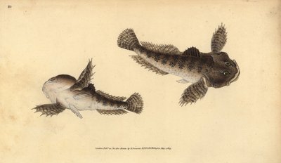 Oksehode, Cottus gobio (elvoksehode). Håndfarget kobberplate tegnet og gravert av Edward Donovan fra hans Natural History of British Fishes, Donovan og F.C. og J. Rivington, London av Edward Donovan