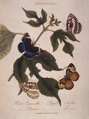 Sommerfugler: Papilio Erymanthis; Papilio Orythia; Papilio Polyxena; Papilio Leucothoe, pub. av kunstneren av Edward Donovan