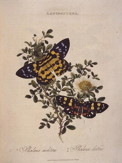 Sommerfugler: Phalaena Militaris, Phalaena Lectrix, pub. av kunstneren av Edward Donovan