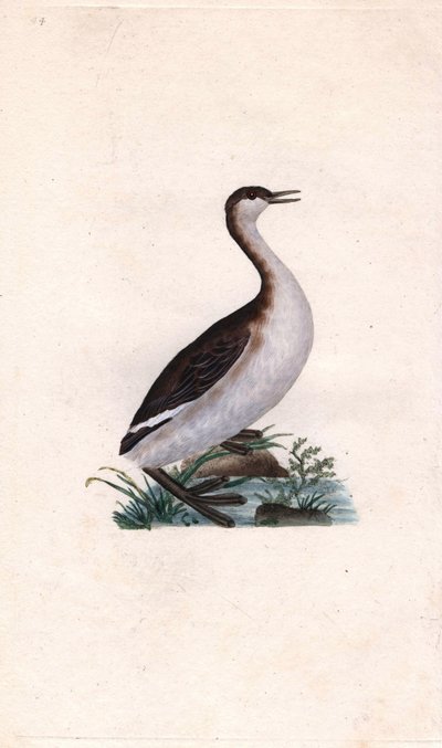 Castagny lappedykker. Tachybaptus ruficollis (Podiceps nigricans). Kobberstikk av Edward Donovan (1768-1837), publisert i Natural History of British Birds, London av Edward Donovan