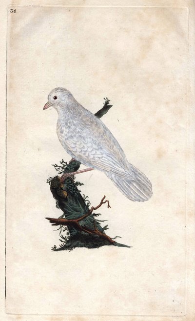 Chenes Jay. Garrulus glandarius. Kobberstikk av Edward Donovan (1768-1837), publisert i Natural History of British Birds, London av Edward Donovan