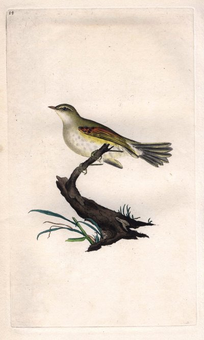 Kylling passer. Phylloscopus trochilus (Motacilla trochilus). Kobberstikk av Edward Donovan (1768-1837), publisert i Natural History of British Birds, London av Edward Donovan