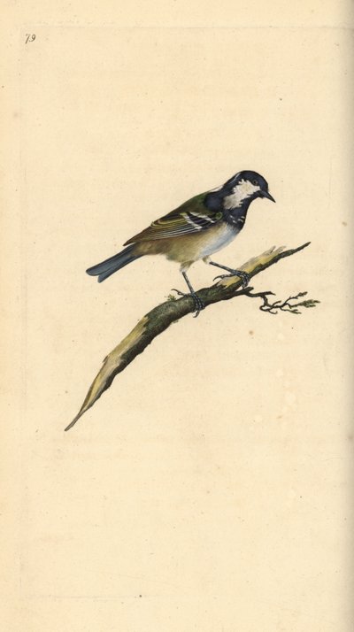 Kull det, Periparus ater. Håndfarget kobberplate tegnet og gravert av Edward Donovan fra hans egen "Natural History of British Birds," London av Edward Donovan