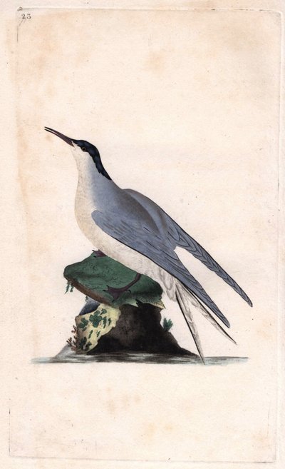 Vanlig tern. Sterna hirundo. Kobberstikk av Edward Donovan (1768-1837), publisert i Natural History of British Birds, London av Edward Donovan