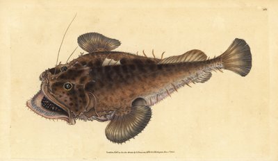 Vanlig stangfisk, Lophius piscatorius. Håndfarget kobberplate tegnet og gravert av Edward Donovan fra hans Natural History of British Fishes, Donovan og F.C. og J. Rivington, London av Edward Donovan