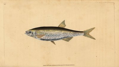 Vanlig dyster, Alburnus alburnus (Cyprinus alburnus). Håndfarget kobberplate tegnet og gravert av Edward Donovan fra hans Natural History of British Fishes, Donovan og F.C. og J. Rivington, London av Edward Donovan
