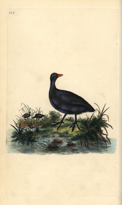 Vanlig hønsehøne, Fulica atra. Håndfarget kobberplate tegnet og gravert av Edward Donovan fra hans egen "Natural History of British Birds," London av Edward Donovan