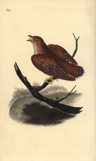 Vanlig gjøk (ung), Cuculus canorus. Håndfarget kobberplate tegnet og gravert av Edward Donovan fra hans egen "Natural History of British Birds," London av Edward Donovan