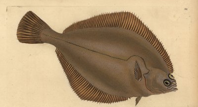 Vanlig dab, Limanda limanda (Pleuronectes limanda). Håndfarget kobberplate tegnet og gravert av Edward Donovan fra hans Natural History of British Fishes, Donovan og F.C. og J. Rivington, London av Edward Donovan