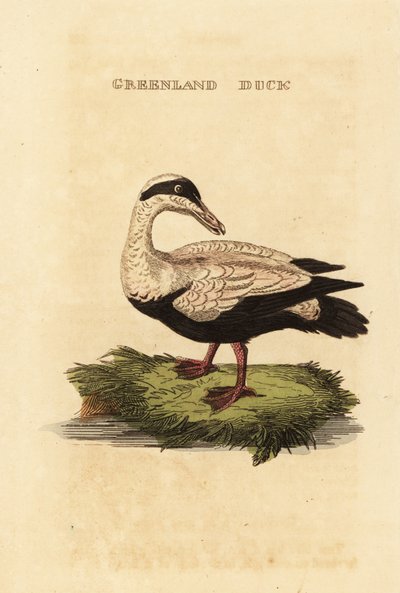 Ærfugl, Somateria av Edward Donovan