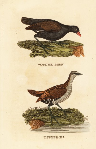 Vanlig myrhøne, Gallinula chloropus, og flekkkrekk, Porzana porzana av Edward Donovan