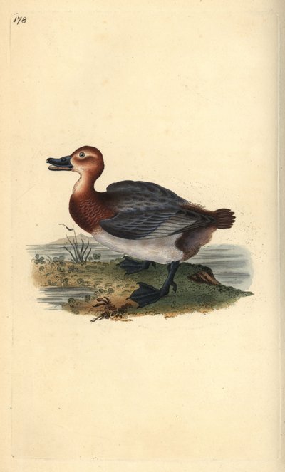 Vanlig pochard eller rødhodet piker, Aythra ferina (hun). Håndfarget kobberplate tegnet og gravert av Edward Donovan fra hans egen "Natural History of British Birds," London av Edward Donovan