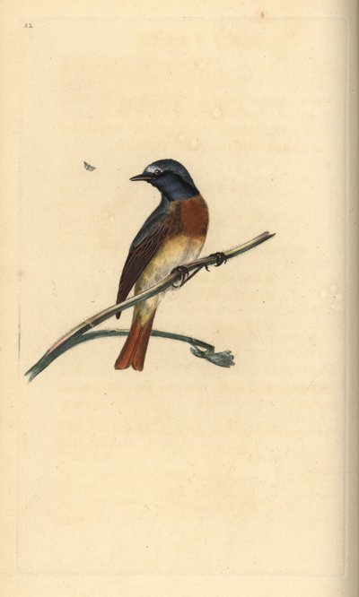 Vanlig rødstjert, Phoenicurus phoenicurus. Håndfarget kobberplate tegnet og gravert av Edward Donovan fra hans egen "Natural History of British Birds," London av Edward Donovan