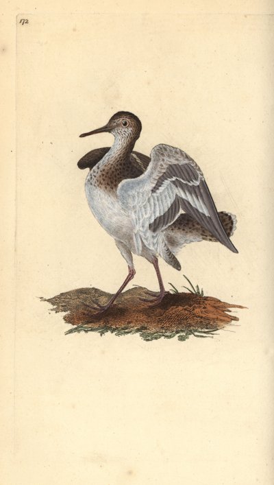 Vanlig sandpipe, Actitis hypoleucos. Håndfarget kobberplate tegnet og gravert av Edward Donovan fra hans egen "Natural History of British Birds," London av Edward Donovan