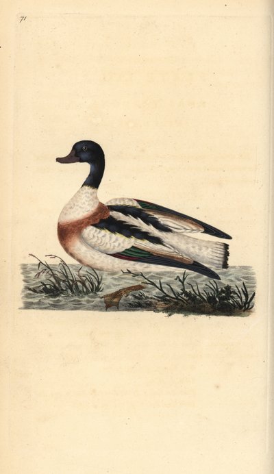 Shelduck, Tadorna tadorna. Håndfarget kobberplate tegnet og gravert av Edward Donovan fra hans egen "Natural History of British Birds," London av Edward Donovan