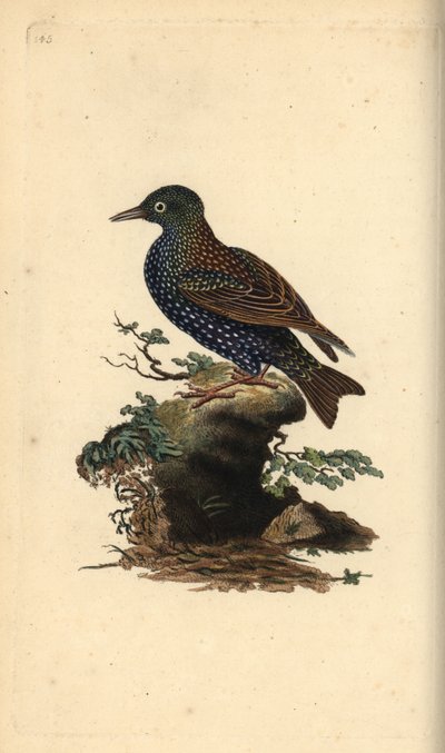 Vanlig stær, Sturnus vulgaris. Håndfarget kobberplate tegnet og gravert av Edward Donovan fra hans egen "Natural History of British Birds," London av Edward Donovan
