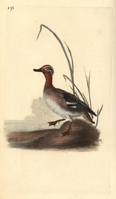 Vanlig krikkand, Anas crecca, hann. Håndfarget kobberplate tegnet og gravert av Edward Donovan fra hans egen "Natural History of British Birds," London av Edward Donovan