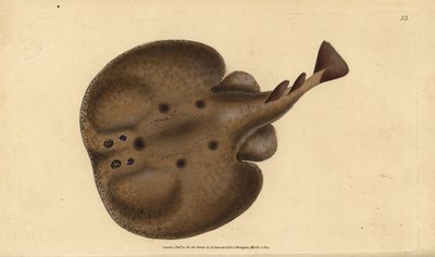 Vanlig torpedo eller elektrisk øyestråle, Raja-torpedo. Håndfarget kobberplate tegnet og gravert av Edward Donovan fra hans Natural History of British Fishes, Donovan og F.C. og J. Rivington, London av Edward Donovan