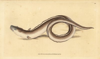 Conger ål, Muraena conger. Håndfarget kobberplate tegnet og gravert av Edward Donovan fra hans Natural History of British Fishes, Donovan og F.C. og J. Rivington, London av Edward Donovan