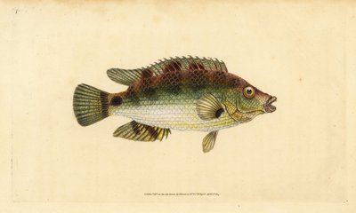 Corkwing leppefisk, Symphodus melops (Goldfinny, Labrus cornubius). Håndfarget kobberplate tegnet og gravert av Edward Donovan fra hans Natural History of British Fishes, Donovan og F.C. og J. Rivington, London av Edward Donovan