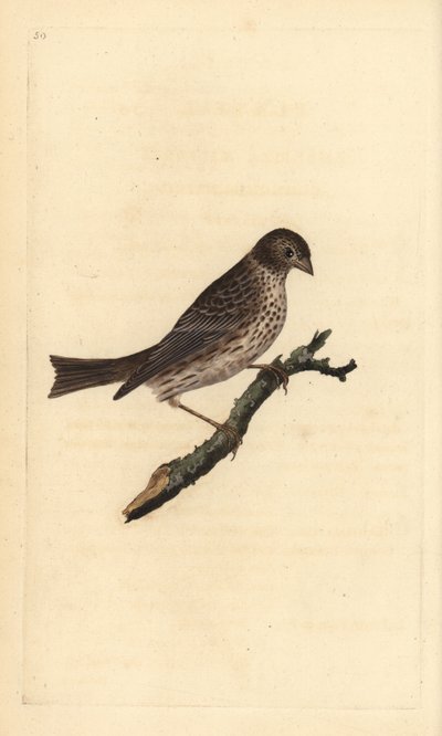 Maisspurv, Miliaria calandra. Håndfarget kobberplate tegnet og gravert av Edward Donovan fra hans egen "Natural History of British Birds," London av Edward Donovan