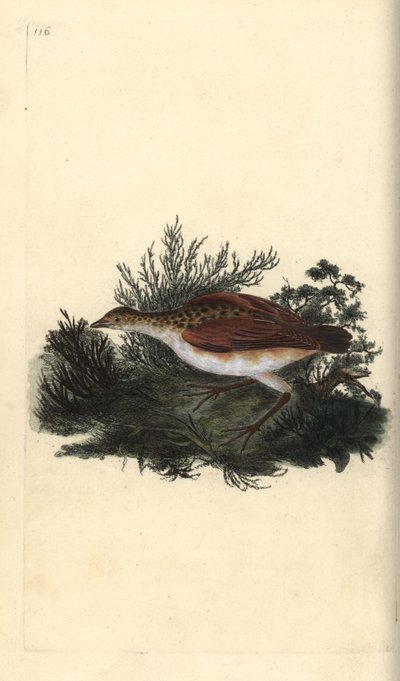 Corn crake, Crex crex. Nær truet. Håndfarget kobberplate tegnet og gravert av Edward Donovan fra hans egen "Natural History of British Birds," London av Edward Donovan