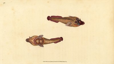 Cornish suger, Lepadogaster purpurea (Ocellated sucker, Cyclopterus ocellatus). Håndfarget kobberplate tegnet og gravert av Edward Donovan fra hans Natural History of British Fishes, Donovan og F.C. og J. Rivington, London av Edward Donovan
