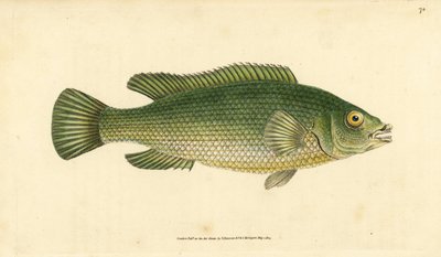 Gjøkleppefisk, Labrus mixtus (Streaked leppefisk, Labrus lineatus). Håndfarget kobberplate tegnet og gravert av Edward Donovan fra hans Natural History of British Fishes, Donovan og F.C. og J. Rivington, London av Edward Donovan
