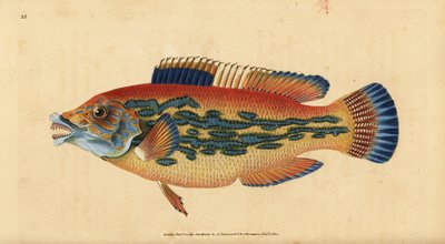 Gjøkleppefisk, Labrus mixtus (Stripete leppefisk, Labrus variegatus). Håndfarget kobberplate tegnet og gravert av Edward Donovan fra hans Natural History of British Fishes, Donovan og F.C. og J. Rivington, London av Edward Donovan