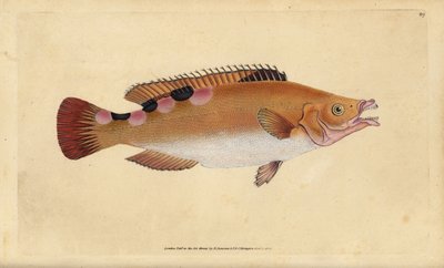 Gjøkleppefisk, Labrus mixtus (Trimaculated leppefisk, Labrus trimaculatus). Håndfarget kobberplate tegnet og gravert av Edward Donovan fra hans Natural History of British Fishes, Donovan og F.C. og J. Rivington, London av Edward Donovan