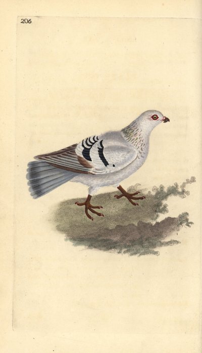 Tamdue, Columba livia domestica. Håndfarget kobberplate tegnet og gravert av Edward Donovan fra hans egen "Natural History of British Birds," London av Edward Donovan