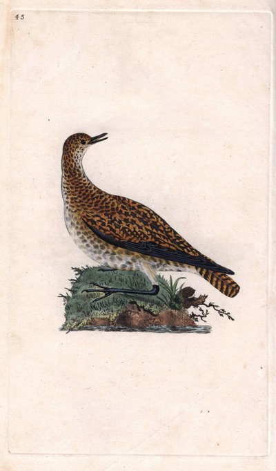 Dorehår. Pluvialis apricaria (Charadrius pluvialis). Kobberstikk av Edward Donovan (1768-1837), publisert i Natural History of British Birds, London av Edward Donovan