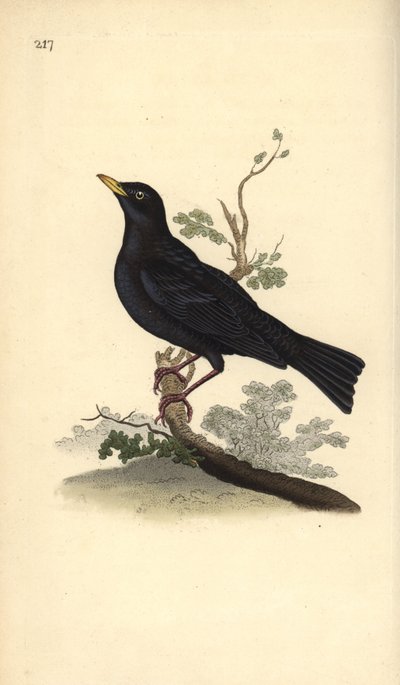 Svarttrost, Turdus merula. Håndfarget kobberplate tegnet og gravert av Edward Donovan fra hans egen "Natural History of British Birds," London av Edward Donovan