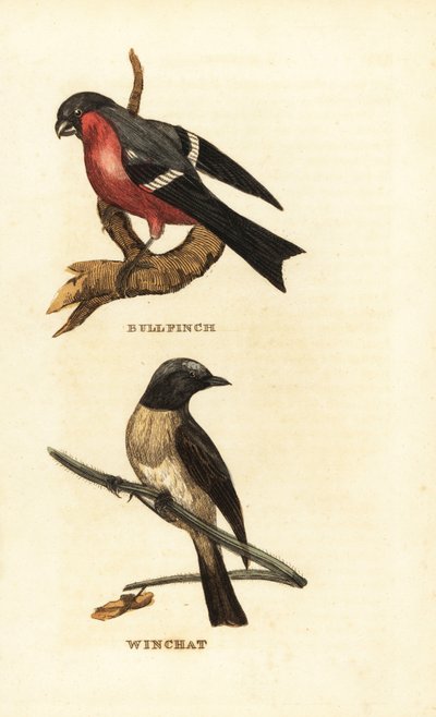 Eurasisk oksefink, Pyrrhula pyrrhula og whinchat, Saxicola rubetra av Edward Donovan