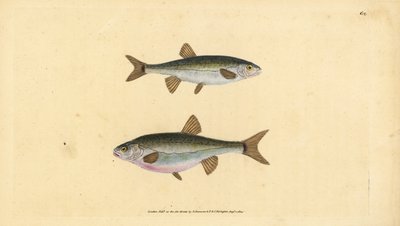 Eurasisk ørekyte, Phoxinus phoxinus (Minow, Cyprinus phoxinus). Håndfarget kobberplate tegnet og gravert av Edward Donovan fra hans Natural History of British Fishes, Donovan og F.C. og J. Rivington, London av Edward Donovan