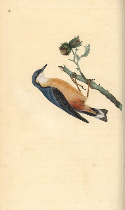 Eurasisk nøttre, Sitta europaea, på et hasselnøtttre, Corylus avellana. Håndfarget kobberplate tegnet og gravert av Edward Donovan fra hans egen "Natural History of British Birds," London av Edward Donovan