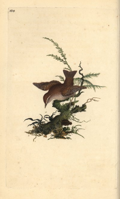 eurasisk gære, troglodytter troglodytter. Håndfarget kobberplate tegnet og gravert av Edward Donovan fra hans egen "Natural History of British Birds" (1794-1819). Edward Donovan (1768–1837) var en anglo-irsk amatørzoolog, forfatter, kunstner og g av Edward Donovan