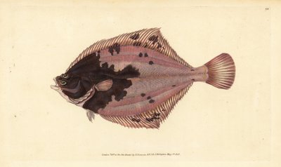 Europeisk flyndre, Platichthys flesus (flyndre, Pleuronectes flesus). Håndfarget kobberplate tegnet og gravert av Edward Donovan fra hans Natural History of British Fishes, Donovan og F.C. og J. Rivington, London av Edward Donovan