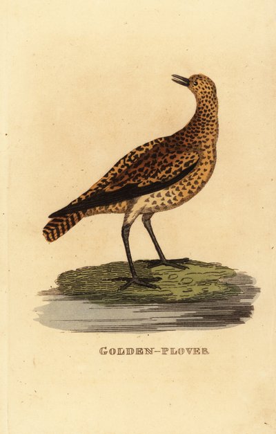 Europeisk gullhår, Pluvialis apricaria av Edward Donovan