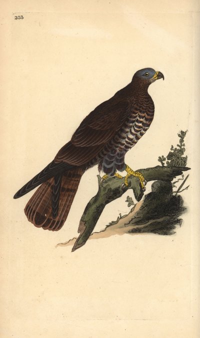 Europeisk honningorv, Pernis apivorus. Håndfarget kobberplate tegnet og gravert av Edward Donovan fra hans egen "Natural History of British Birds," London av Edward Donovan
