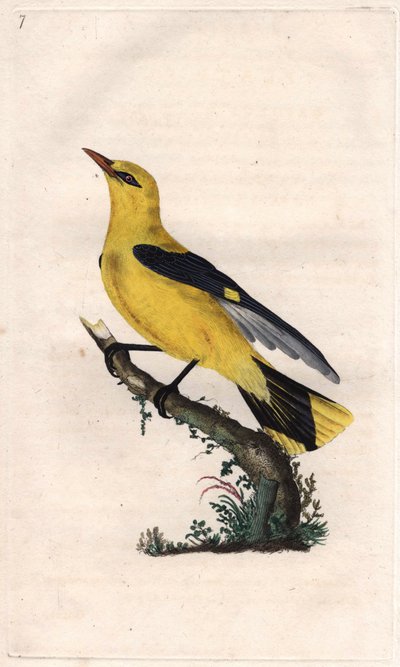 Europeisk oriole. Oriolus oriolus (Oriolus galbula). Kobberstikk av Edward Donovan (1768-1837), publisert i Natural History of British Birds, London av Edward Donovan