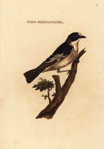 Europeisk fluesnapper, Ficedula hypoleuca av Edward Donovan