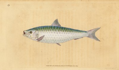 Europeisk pilchard, Sardina pilchardus (Pilchard, Clupea pilchardus). Håndfarget kobberplate tegnet og gravert av Edward Donovan fra hans Natural History of British Fishes, Donovan og F.C. og J. Rivington, London av Edward Donovan
