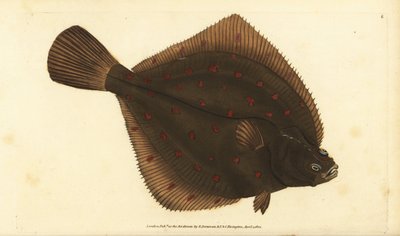 Europeisk pleuronectes platessa. Håndfarget kobberplate tegnet og gravert av Edward Donovan fra hans Natural History of British Fishes, Donovan og F.C. og J. Rivington, London av Edward Donovan