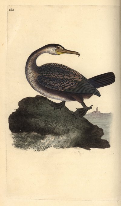 Europeisk shag, Phalacrocorax aristotelis. Håndfarget kobberplate tegnet og gravert av Edward Donovan fra hans egen "Natural History of British Birds," London av Edward Donovan