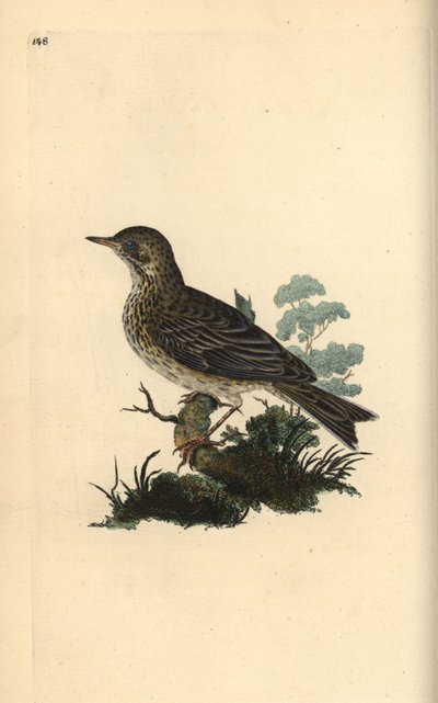 Åkerlerke, Alauda minor (eller Trepipepipe, Anthus trivialis?). Håndfarget kobberplate tegnet og gravert av Edward Donovan fra hans egen "Natural History of British Birds," London av Edward Donovan