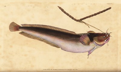 Femskjegg-rockling, Ciliata mustela (Femskjegget torskefisk, Gadus mustela). Håndfarget kobberplate tegnet og gravert av Edward Donovan fra hans Natural History of British Fishes, Donovan og F.C. og J. Rivington, London av Edward Donovan