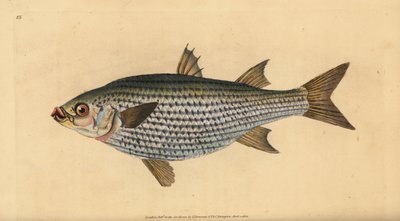 Flathead multe, Mugil cephalus. Håndfarget kobberplate tegnet og gravert av Edward Donovan fra hans Natural History of British Fishes, Donovan og F.C. og J. Rivington, London av Edward Donovan
