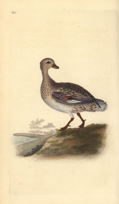Gadwall (kvinne), Anas strepera. Håndfarget kobberplate tegnet og gravert av Edward Donovan fra hans egen "Natural History of British Birds," London av Edward Donovan