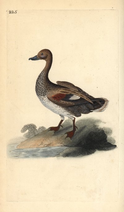 Gadwall (hann), Anas strepera. Håndfarget kobberplate tegnet og gravert av Edward Donovan fra hans egen "Natural History of British Birds," London av Edward Donovan